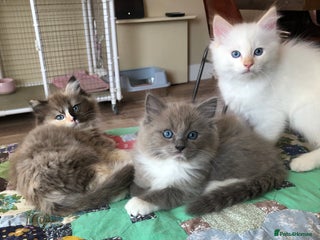 Ragdoll cats Tica reg Cherubim Ragdoll bonded siblings. Male. - Advert 4