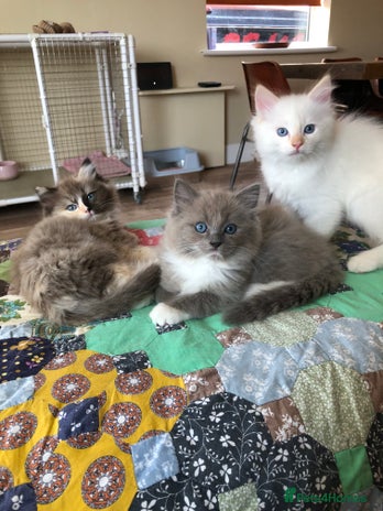 Ragdoll cats Tica reg Cherubim Ragdoll bonded siblings. Male. - Advert 2
