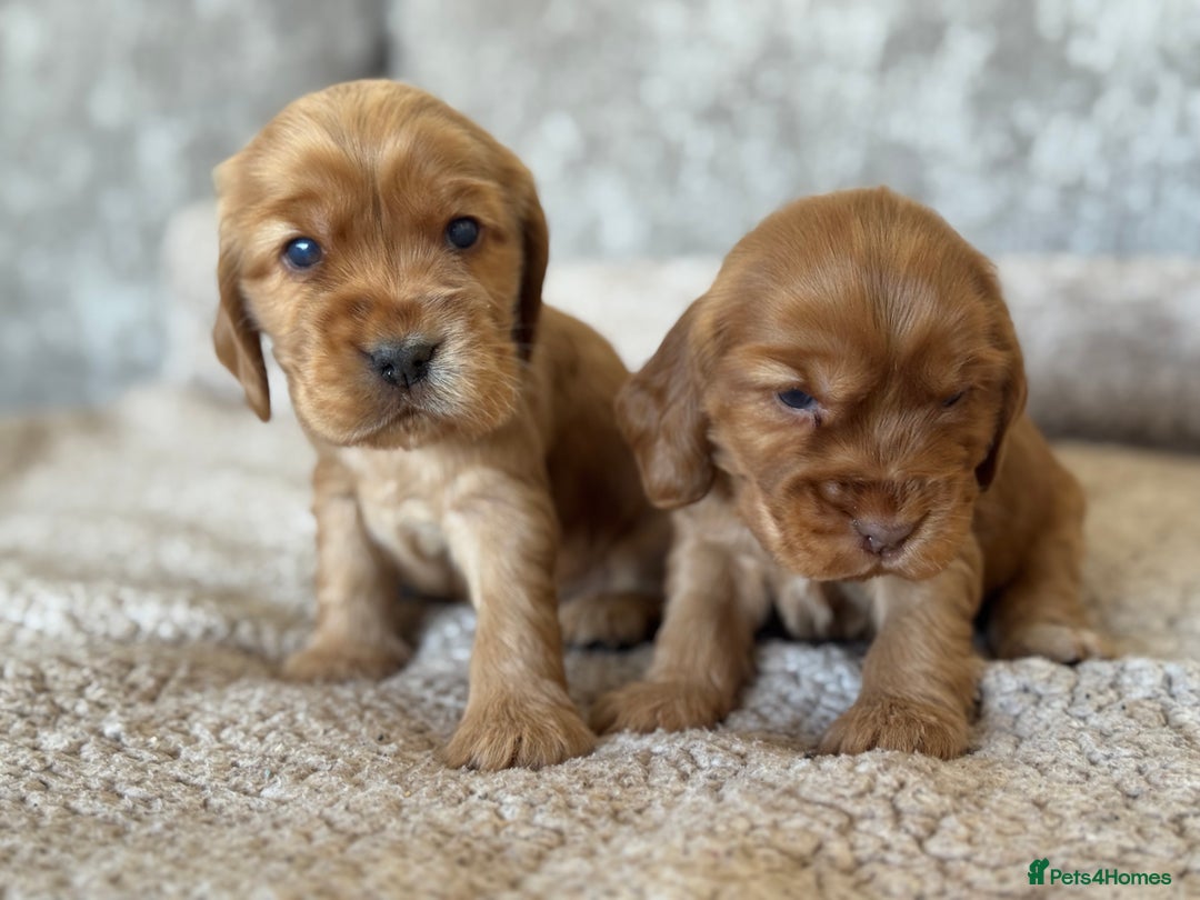 Cocker Spaniel dogs for sale: BEAUTIFUL KC REGISTERED SHOW TYPE HEALTH TESTED - Image 7