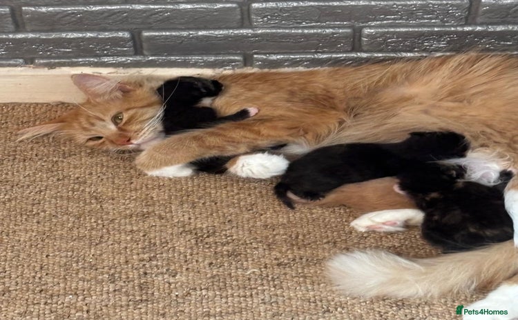 Domestic Shorthair cats - Advert 3