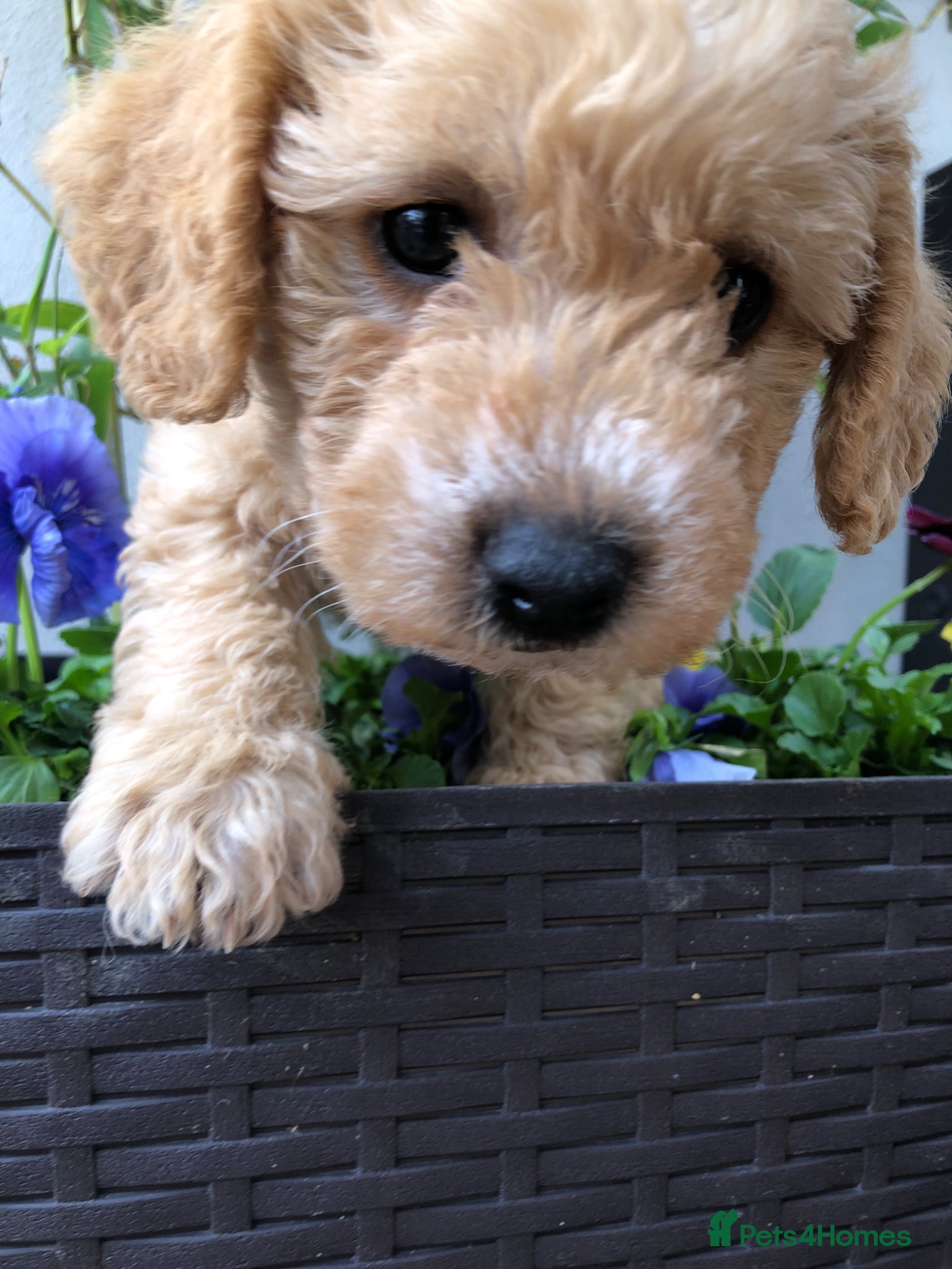 Maltipoo dogs MaltiPoo - Advert 1