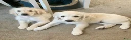 Golden Retriever dogs for sale: White retriever ( golden retriever) - Advert 10
