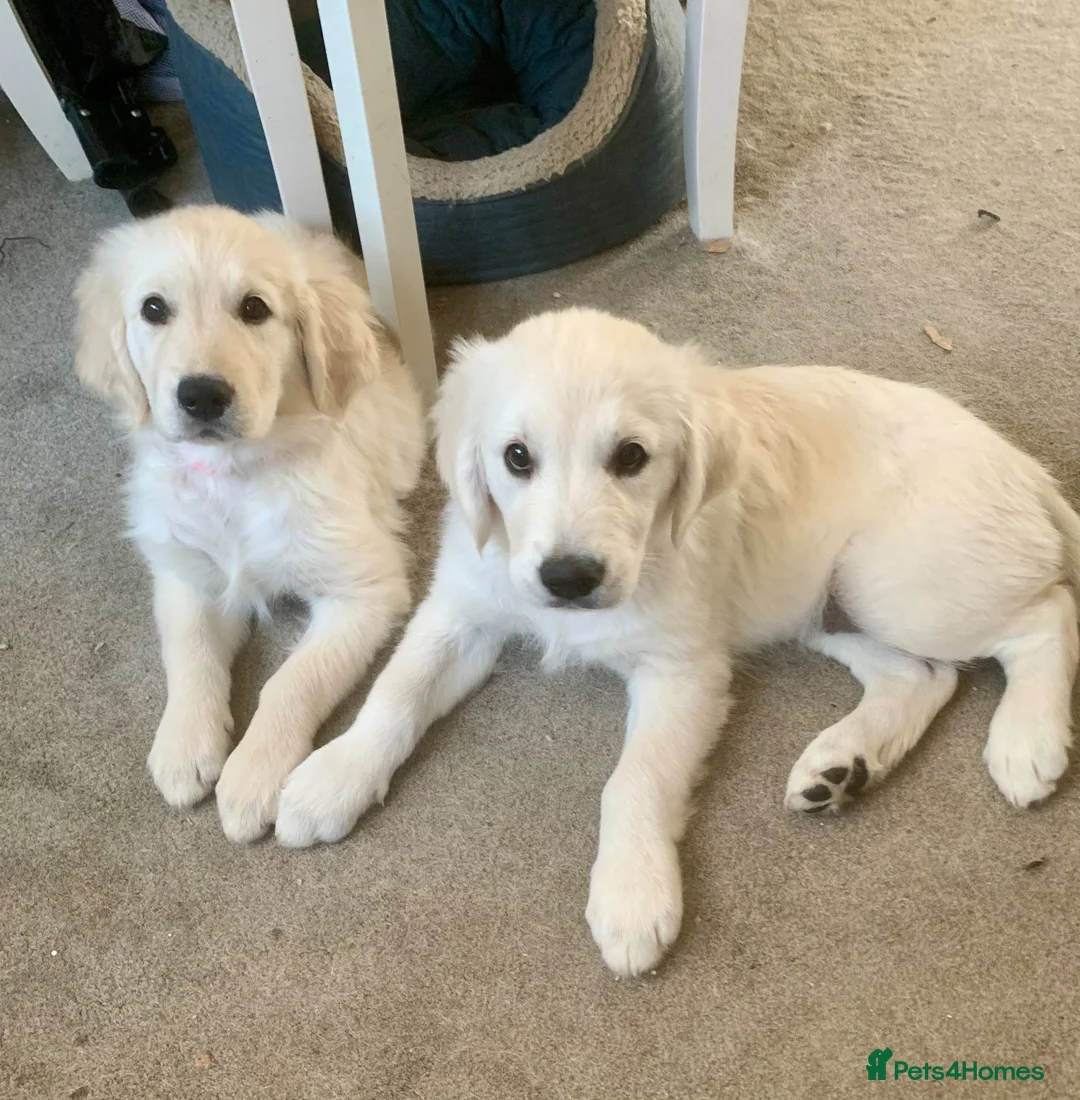 Golden Retriever dogs for sale: White retriever ( golden retriever) - Advert 10