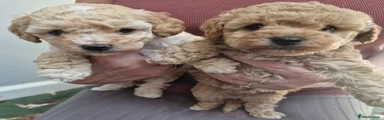 Poochon 3