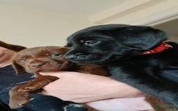 Labrador Retriever dogs for sale: **REDUCED** LAST GIRL PUPPY** - Image 9
