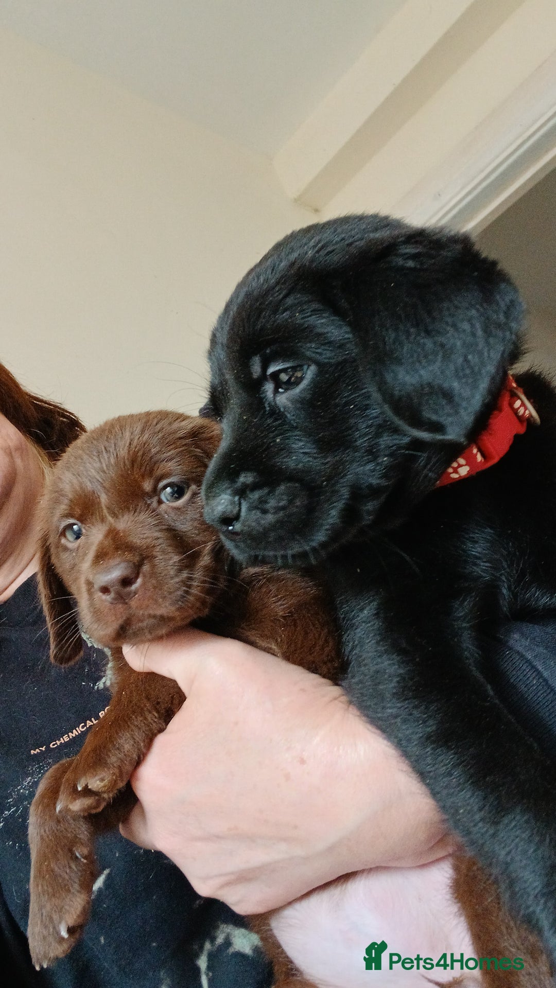 Labrador Retriever dogs for sale: **REDUCED** LAST GIRL PUPPY** - Image 9