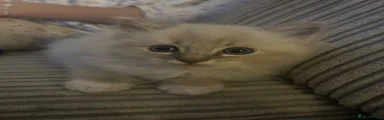 Ragdoll 1
