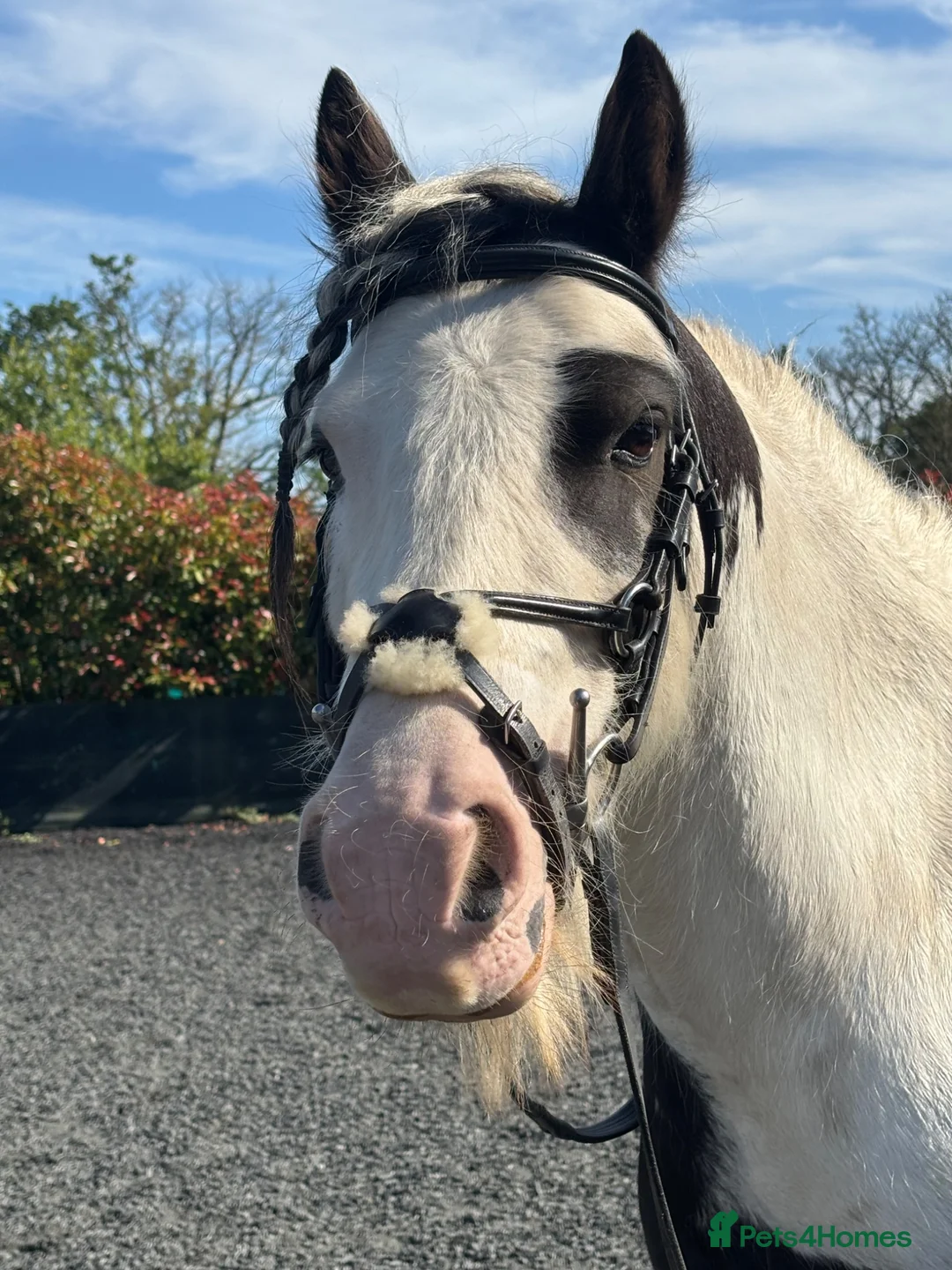 Irish Cob horses for sale: Chocolate Chip Jerry 13hh 7YO in Basingstoke - Advert 2