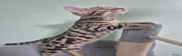 Bengal cats for sale: Brown Charcoal Bengals – Girl & Boy – Reserve🥰 - Advert 8