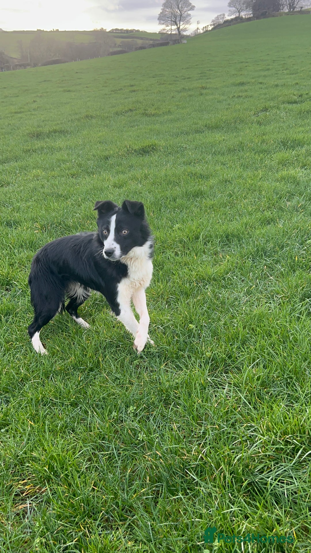 Border Collie dogs for sale: Lovely dog - Advert 3