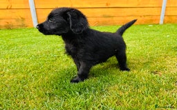 Labradoodle dogs for sale: F1 Labradoodle Babies 🐾🐾🐾 - Image 4