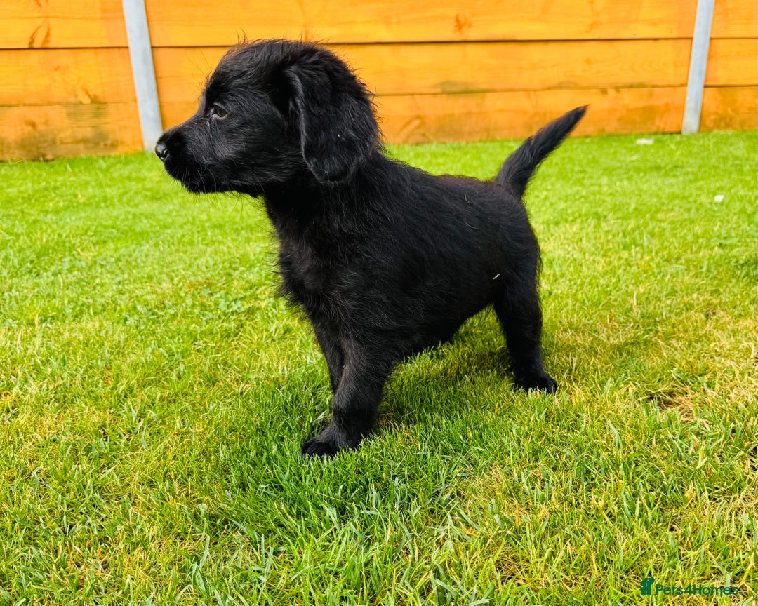 Labradoodle dogs for sale: F1 Labradoodle Babies 🐾🐾🐾 - Image 4