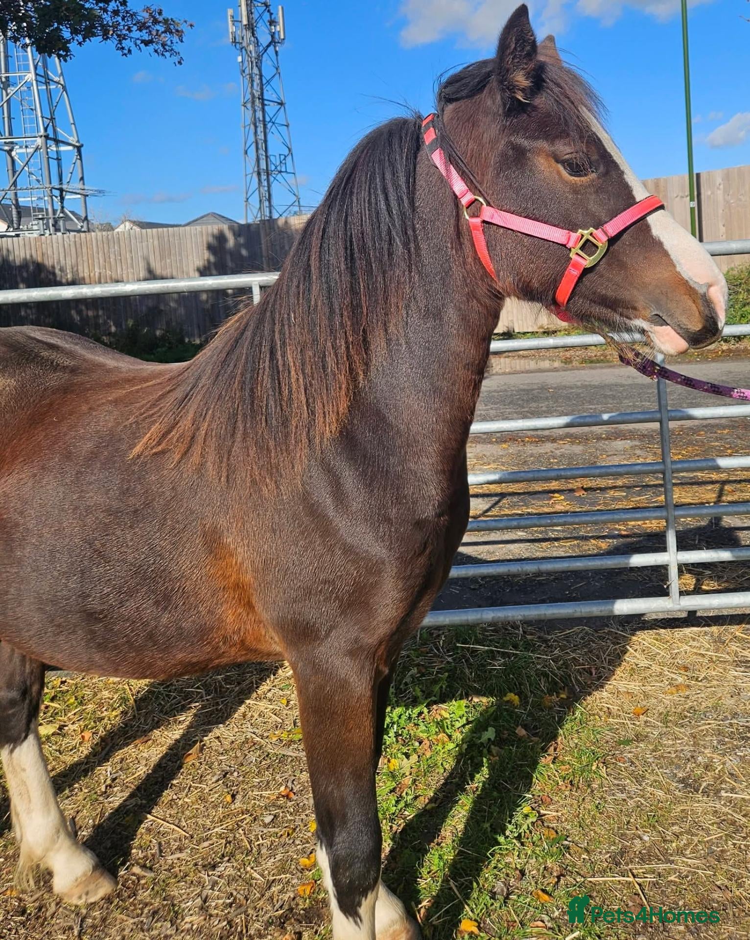 Welsh Section C horses for sale: Welsh section c filly  - Advert 2