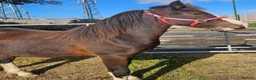Welsh Section C horses for sale: Welsh section c filly  - Advert 3