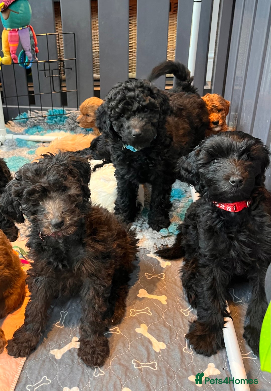 Australian Labradoodle dogs for sale: Healthy tested true Australian Labradoodle pups - Advert 2