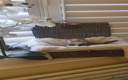 Scottish Fold cats for sale: 😻 Adorable Scottish Fold Kittens For Sale😻 - Image 6