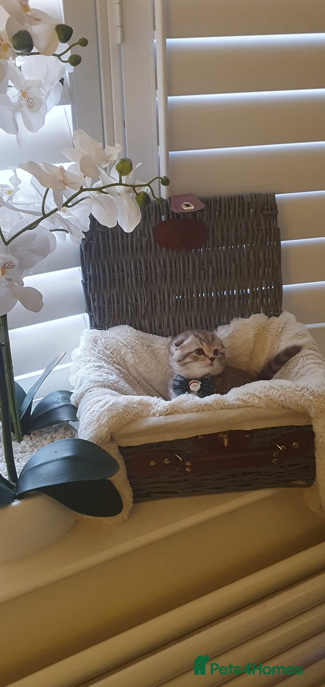 Scottish Fold cats for sale: 😻 Adorable Scottish Fold Kittens For Sale😻 - Image 6