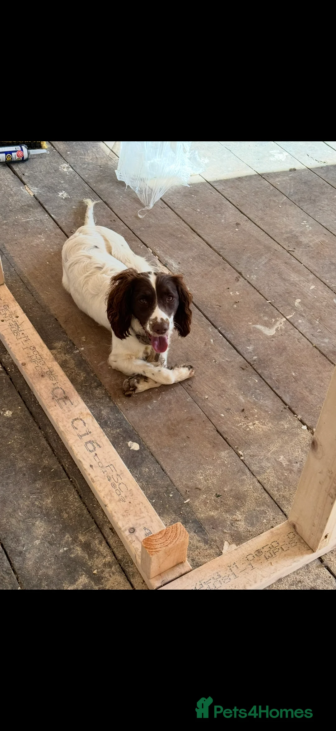 Sprocker dogs for sale: Daisy  - Advert 2