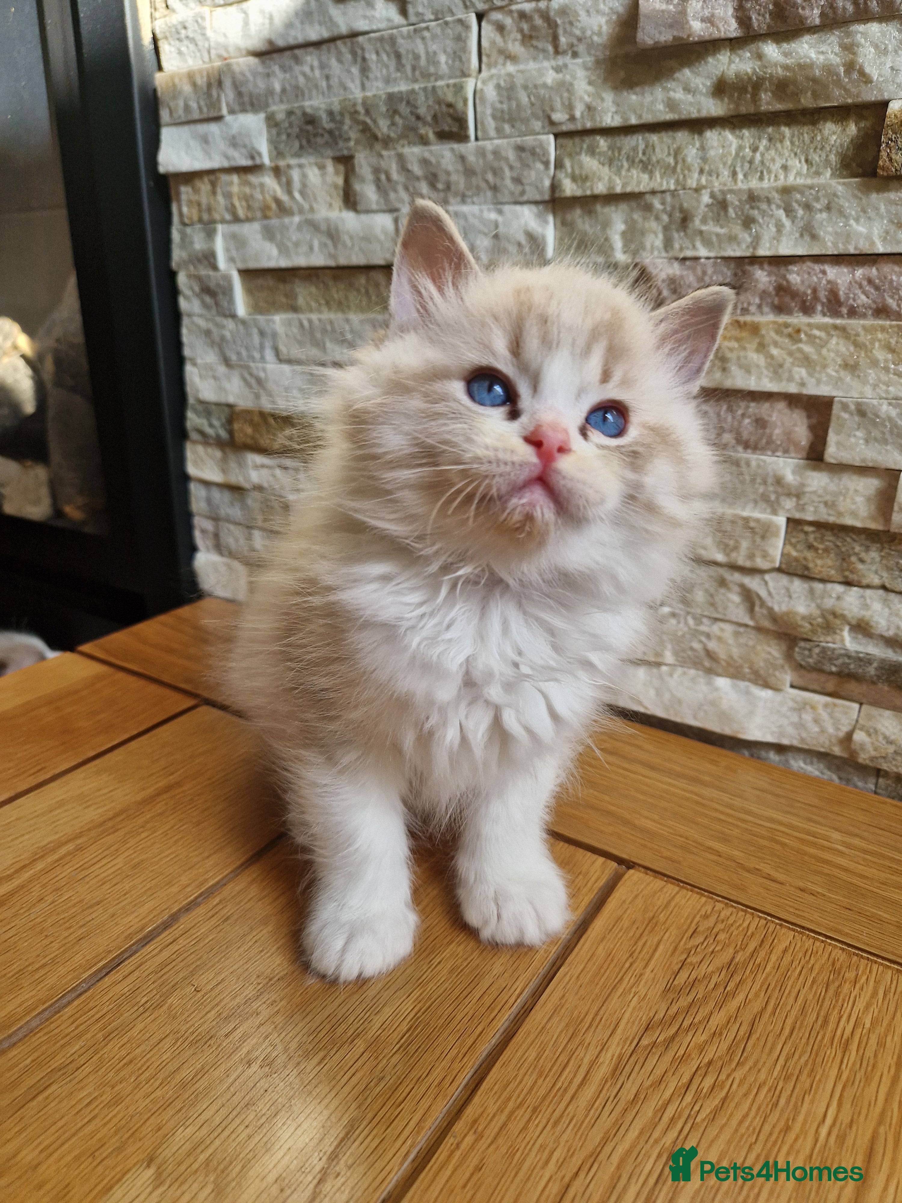 Ragdoll cats Show quality Ragdoll kittens - Advert 2