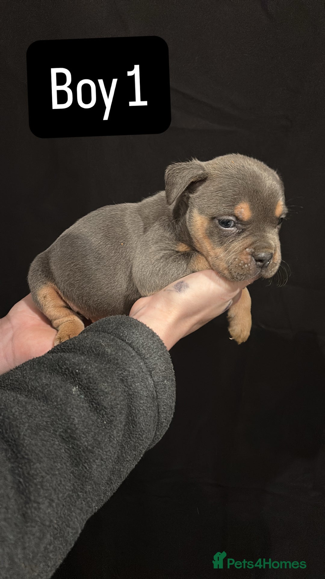 American Bulldog dogs for sale: Pocket bully’s  - Advert 3