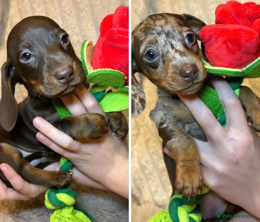 Miniature Dachshund dogs for sale: 🩷LAST TWO LEFT💙  KC Miniature Dachshund Puppies  - Advert 1