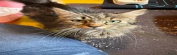 Mixed Breed cats for sale: Manecoon x - Advert 1