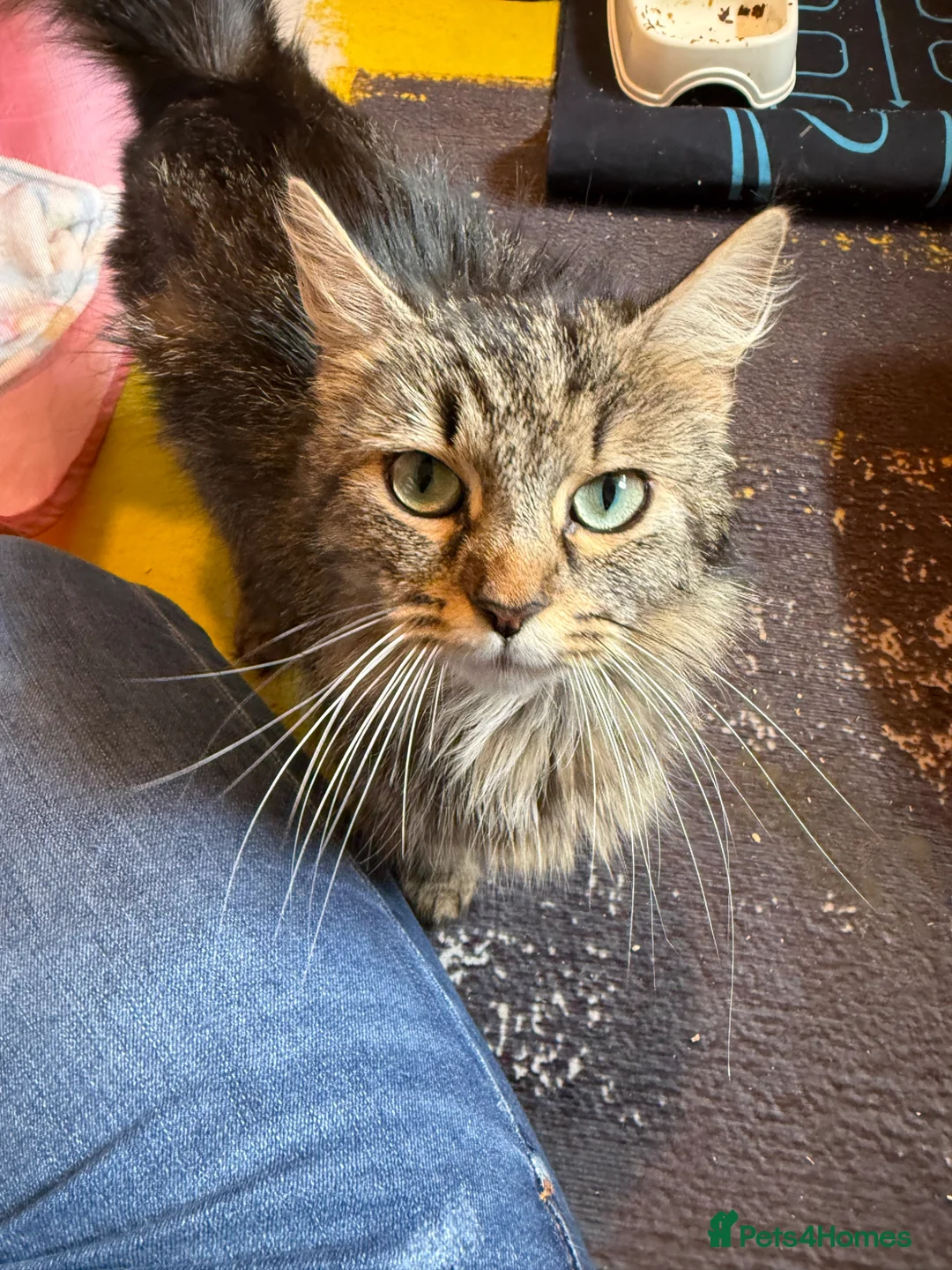 Mixed Breed cats for sale: Manecoon x - Advert 1