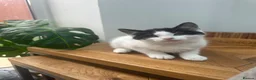 Mixed Breed cats for sale: 1 REMAINING | KITTEN 4 | MALE £50 - Advert 2