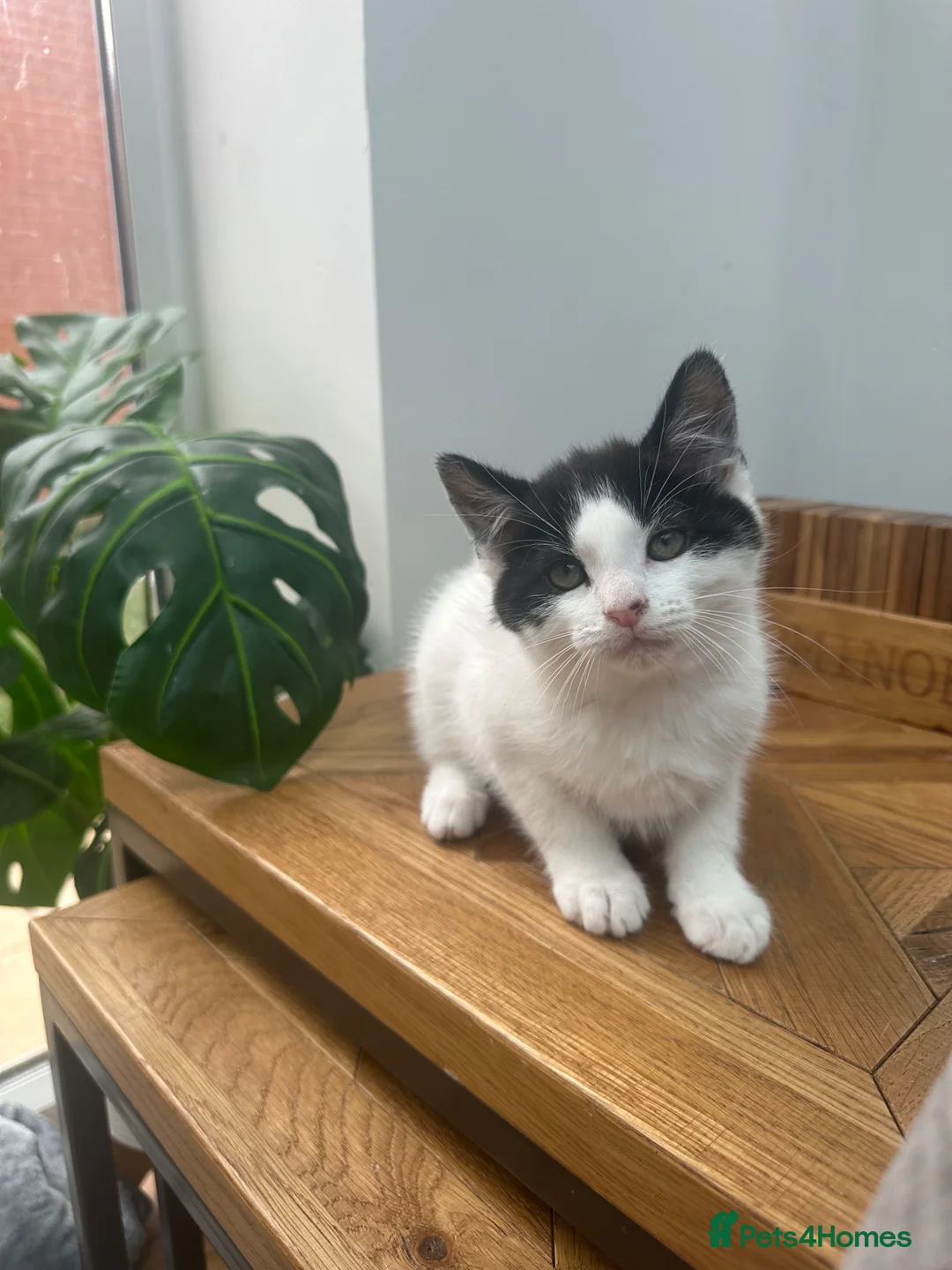 Mixed Breed cats for sale: 1 REMAINING | KITTEN 4 | MALE £50 - Advert 2