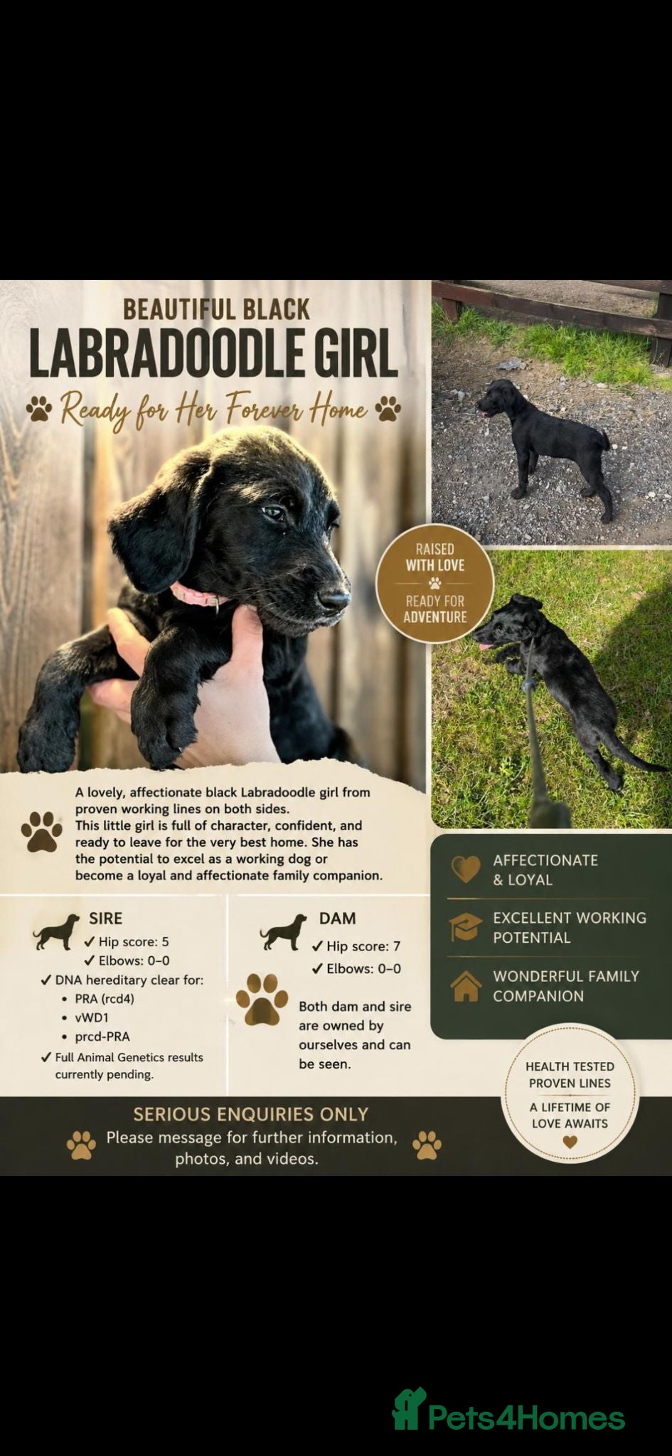 Labradoodle dogs Stunning Standard labradoodles f1   - Advert 8