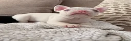 French Bulldog dogs for sale: Pink french bulldog - Advert 9