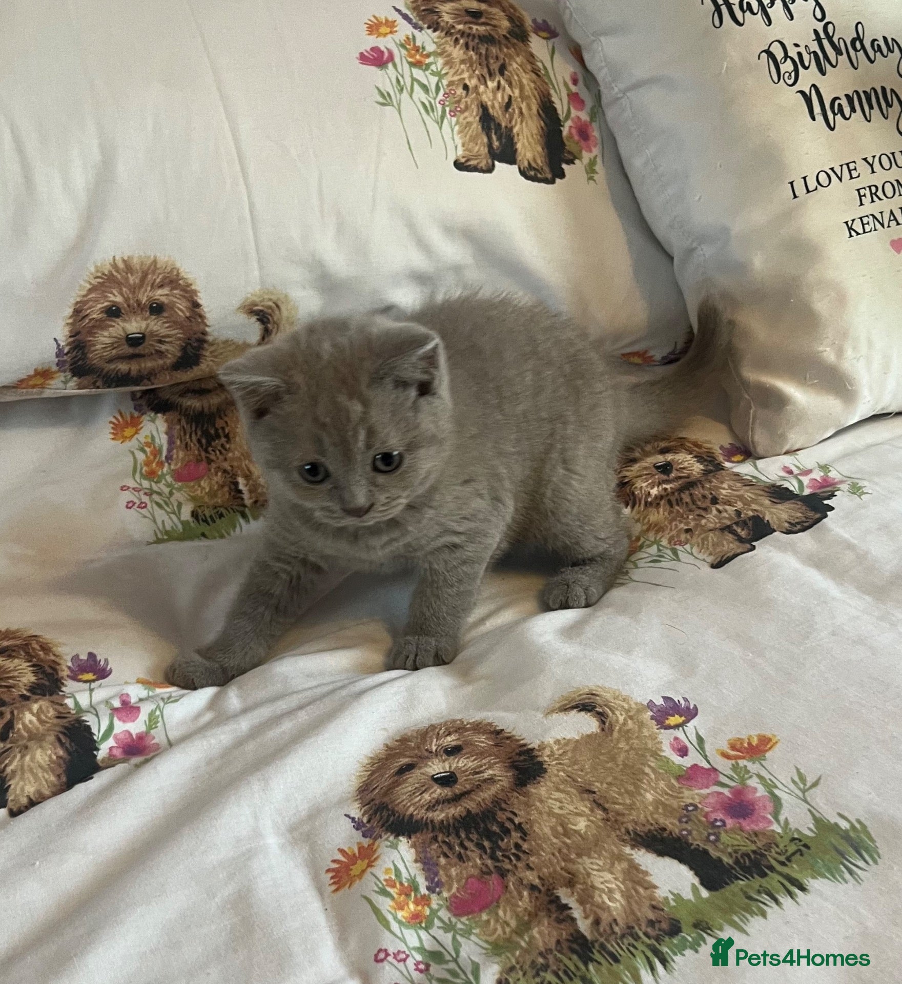 British Shorthair cats Beautiful Bsh kitten READY TOMORROW  - Advert 2