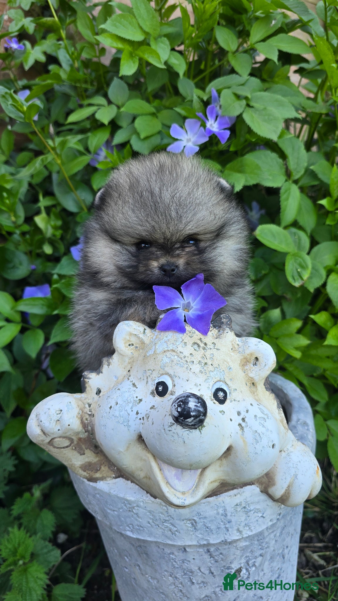 Pomeranian dogs *Beautiful pedegree pomeranian pups* - Advert 14