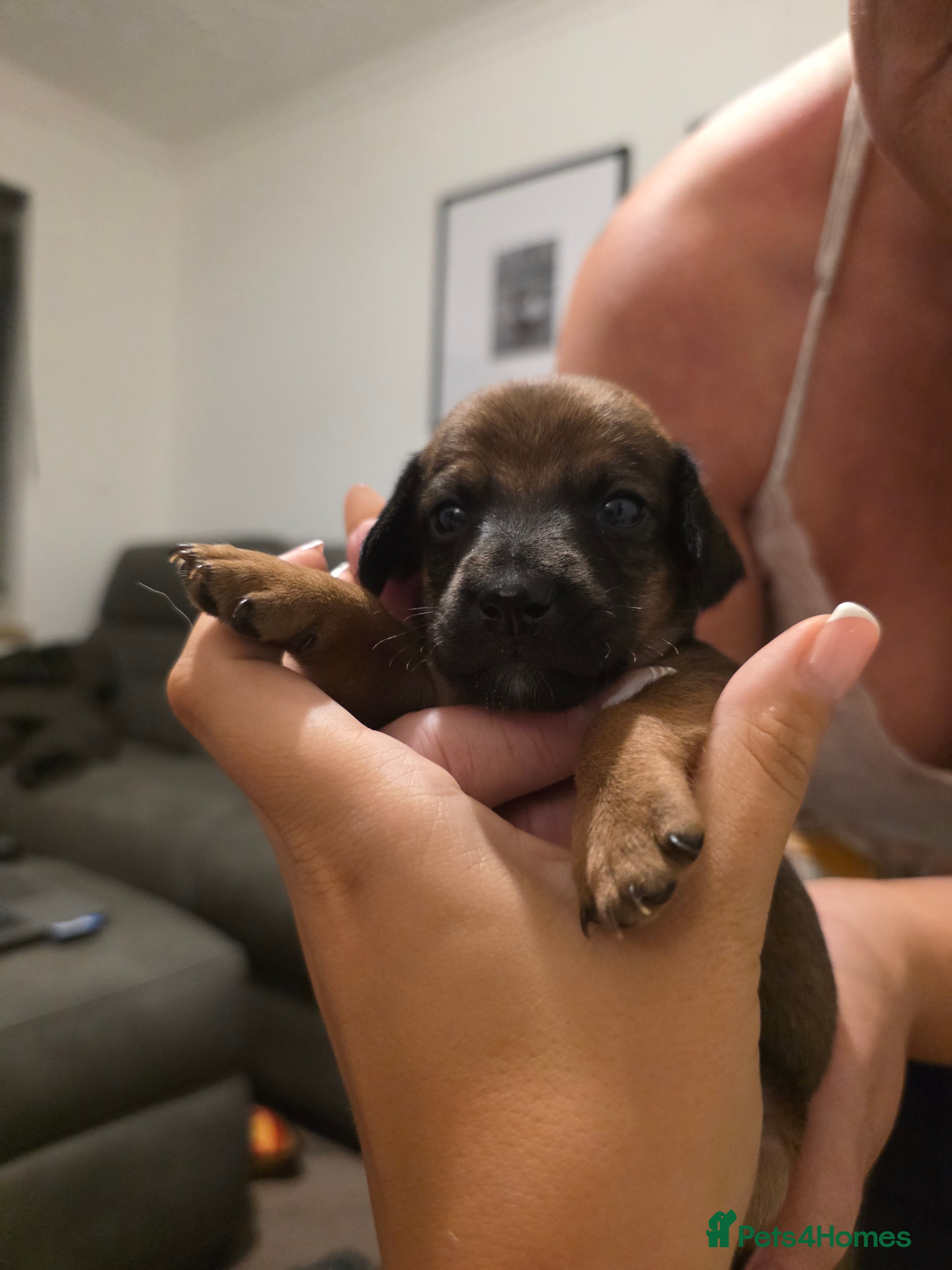 Mixed Breed dogs Stunning JR / Dachshund Pups - Advert 2