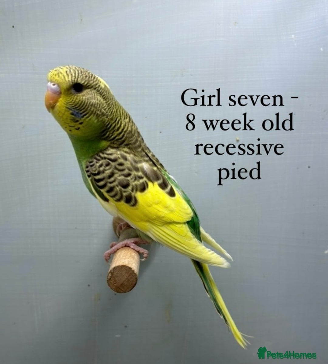 Budgerigars birds for sale: Beautiful baby budgies  - Image 5