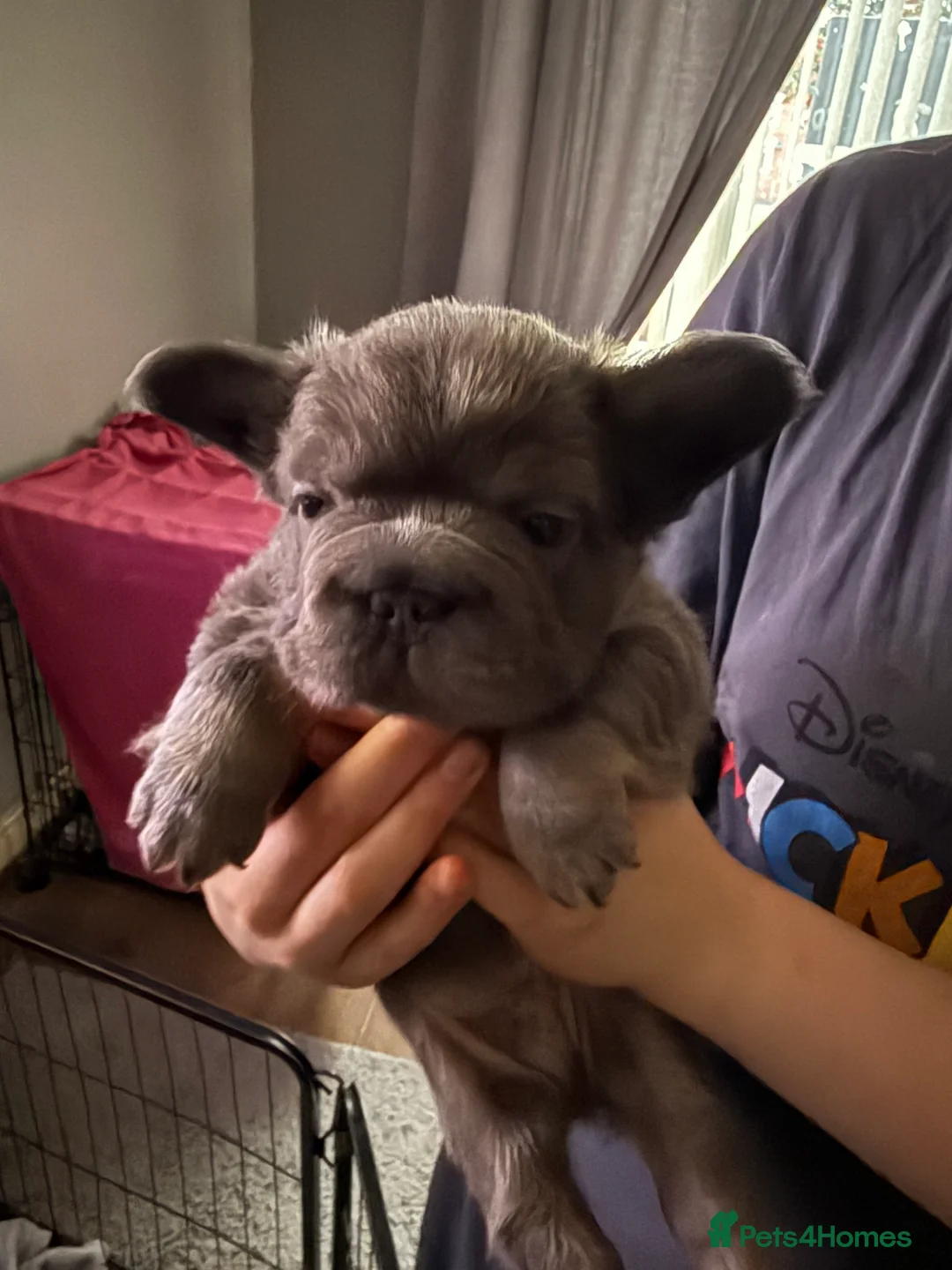 French Bulldog dogs for sale: French bulldogs  - Advert 2