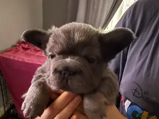 French Bulldog dogs French bulldog fluffy - Advert 15