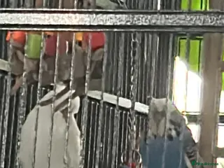 Budgerigars birds 2 budgies for sale - Advert 10