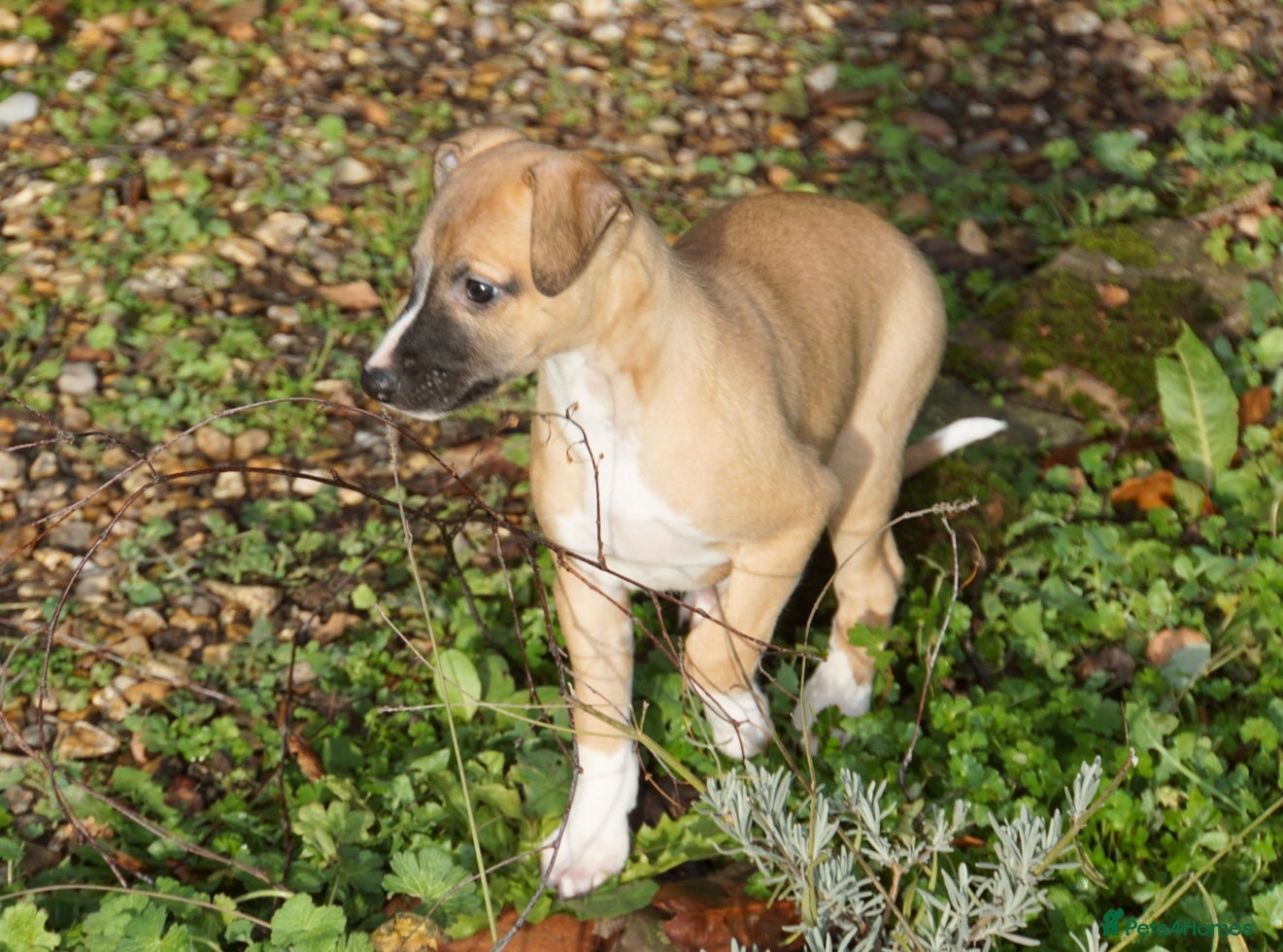 Whippet dogs Quality show/ Lure coursing girl - Advert 1