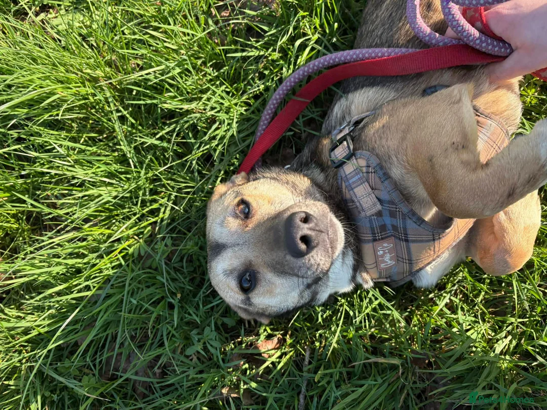 Mixed Breed dogs for adoption: Meet Dot, currently residing in Cheshire  in Nantwich - Advert 2