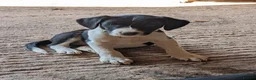 Sprollie dogs for sale: Sprollie Pups For Sale in Crediton - Advert 5