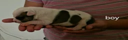 Staffordshire Bull Terrier dogs for sale: Adorable Puppies Staffordshire Bull Terrier - Advert 8