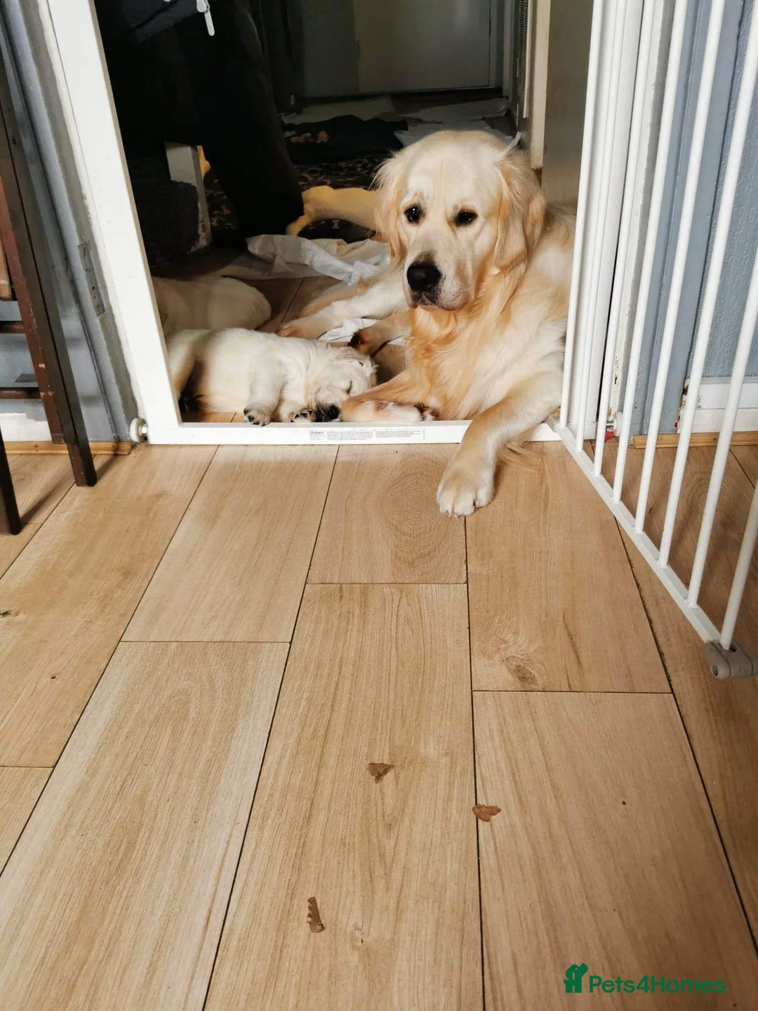 Golden Retriever dogs for stud: Golden retriever Stud (Hugo) - Advert 2