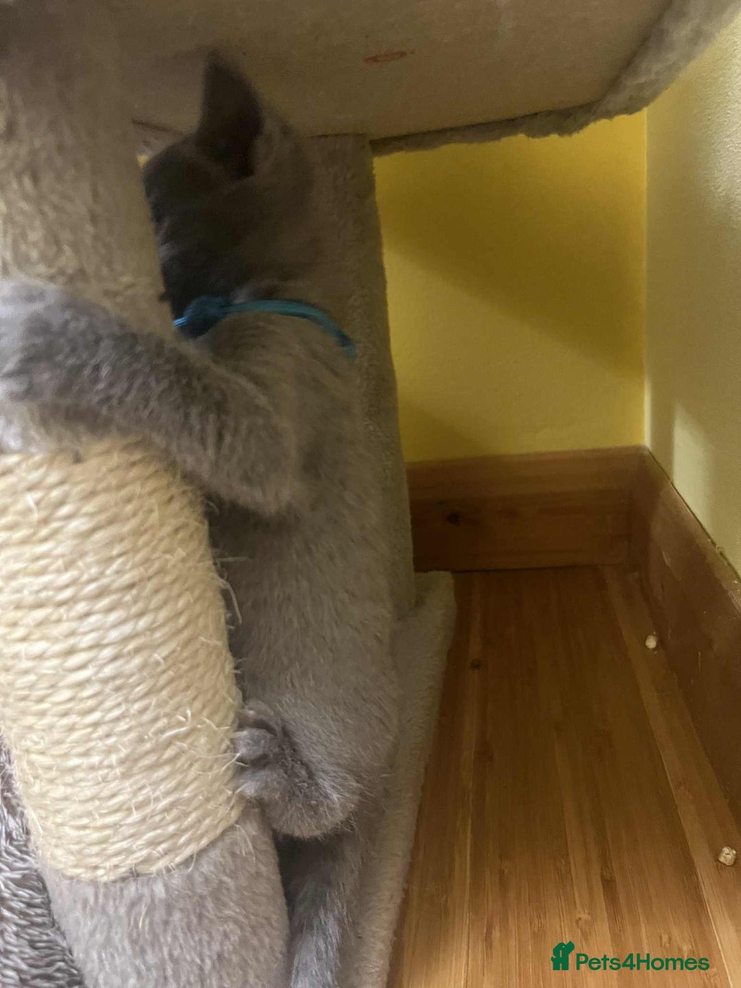 Russian Blue cats for sale: TICA REGISTERED Pure Breed Russian Blue Kittens - Advert 17