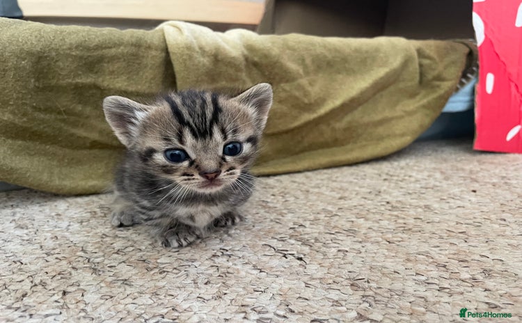 Munchkin cats - Advert 1