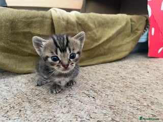 Munchkin cats - Advert 2