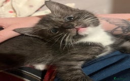 Mixed Breed cats for sale: Ragdoll x Bengal x Mau Kitten - Image 5