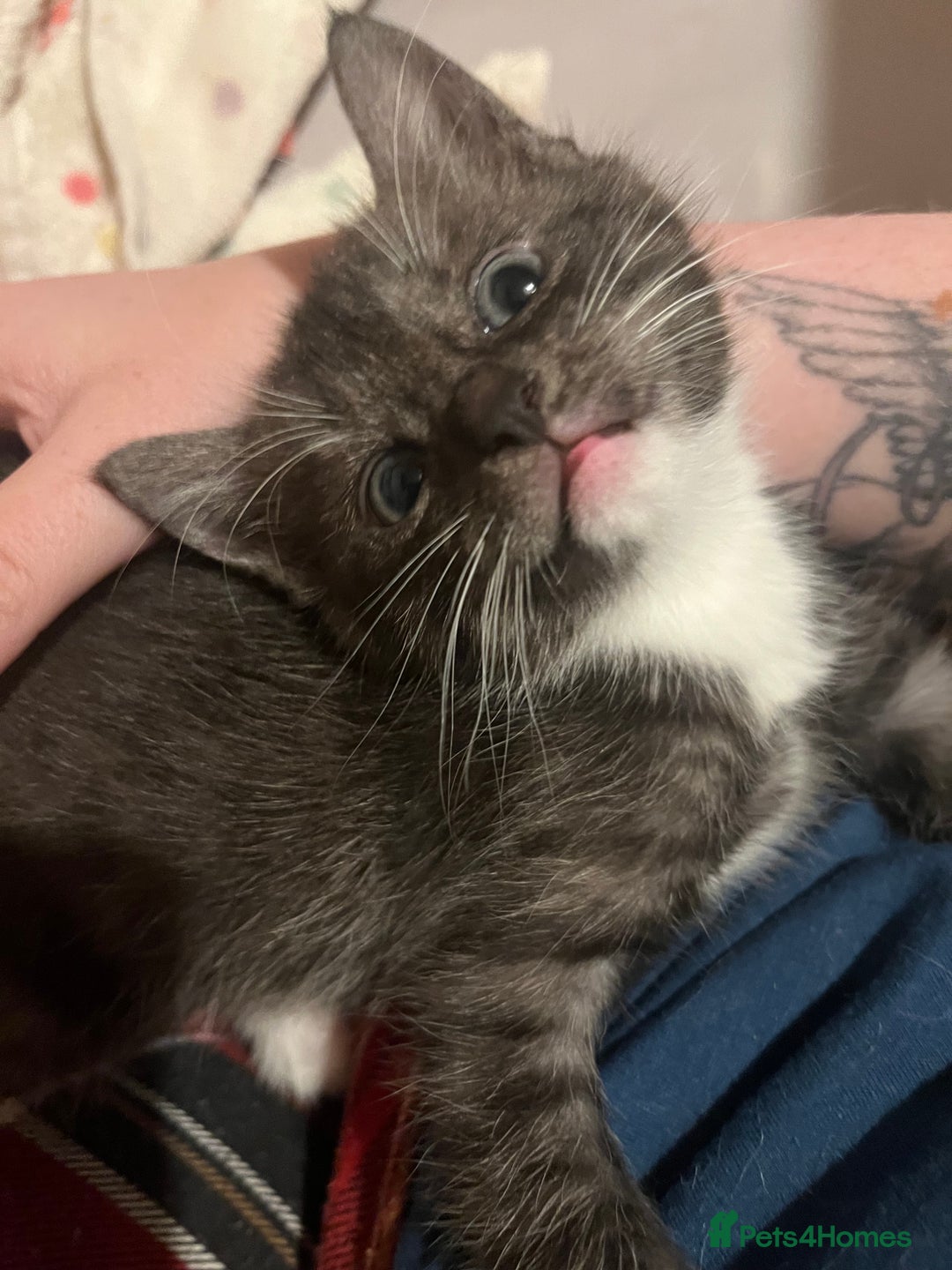 Mixed Breed cats for sale: Ragdoll x Bengal x Mau Kitten - Image 5