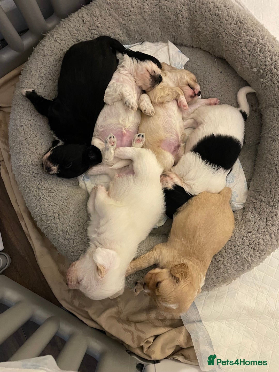 Mixed Breed dogs for sale: Cavachon x sprolli - Advert 15