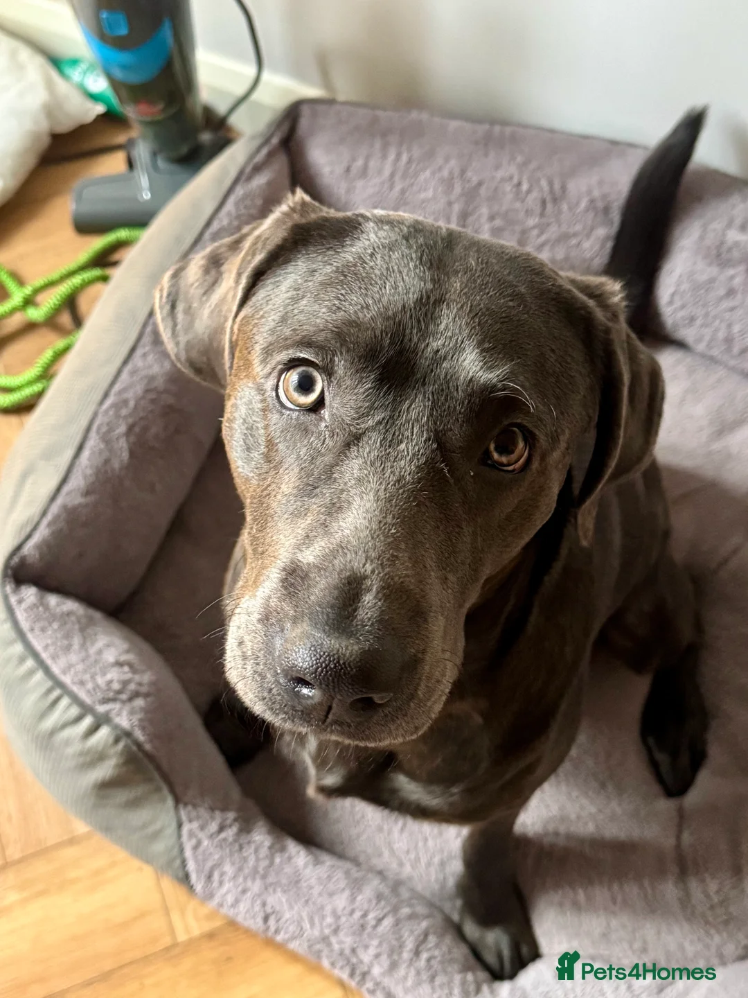 Labrador Retriever dogs for sale: Active young Labrador needs committed home - Advert 1